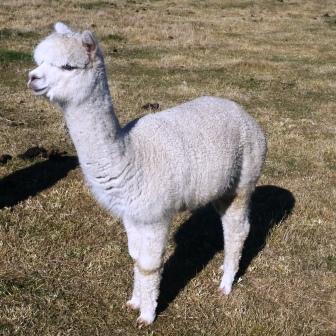 picture of alpaca and cria 'Gold Dust & White Gold'